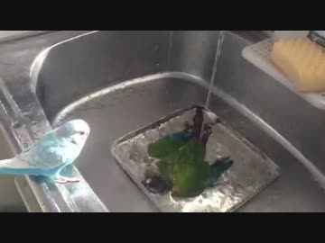 オカメ、セキセイ、ウロコ 達、プールで遊ぶ。