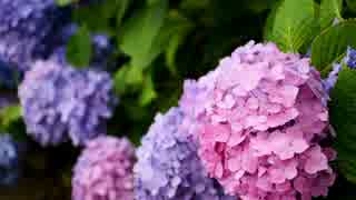 【UTAUオリジナル】アジサイの花【薪宮風季】
