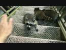 野良○○○がやって来た