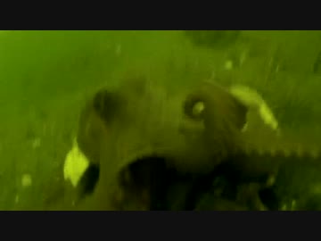 【にしやんFC】ジギングでタコが！？