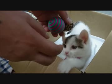 捨て猫１２　戯れあい