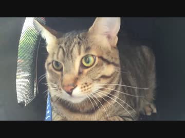 【初散歩】初めての外に超ビビる猫