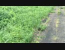 蟻戦争＃8　小昆虫捕獲編