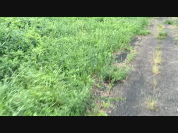 蟻戦争＃8　小昆虫捕獲編