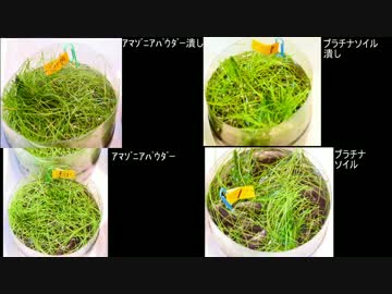 【水槽131】ヘアーグラスに底床の好みを聞いてみた Part3