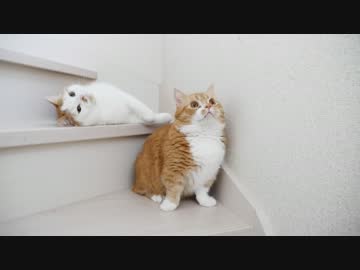 【マンチカンズ】ねこ一家が階段でまったり