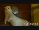 やってもの適当生放送アーカイブ動画　その３３