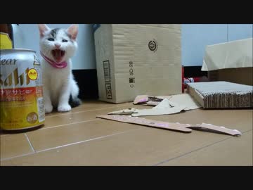 捨て猫14　猫とビール