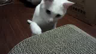 手動もぐらたたきで遊ぶ猫。