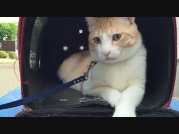 初めての散歩で余裕のOL感を見せる猫