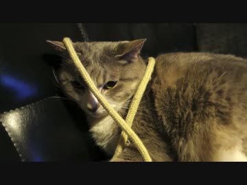 【モアクリ】 シニア猫、ひも見えない説