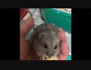 我が家の可愛いハムスターpart5