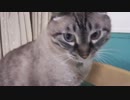 【50】ジャン❤︎ポン　ジャンくんとパパの愛の時間