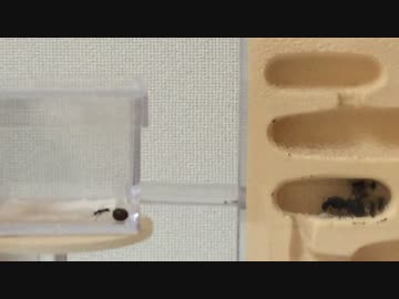 蟻戦争＃10　アリVSダンゴムシ編