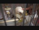 アカビタイムジオウムの雛をお迎えしたぞ