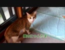 去勢後に断固抗議する猫。にゃんたま盗られてショックなようである。