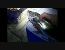 釣り　セイゴ（フッコ｝ｖｓ生主の知人　釣り上げたアト