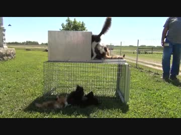 罠にかかる害獣