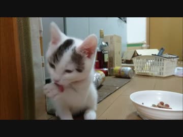 捨て猫１５　ご馳走様で大ジャンプ