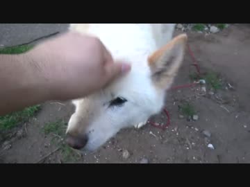 ヒナ喰ったアイツに説教する。