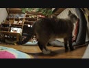 【51】ジャン❤︎ポン　２匹だからと安心して留守番頼んだら