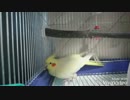 オカメインコの産卵