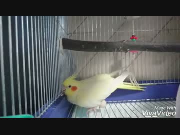 オカメインコの産卵
