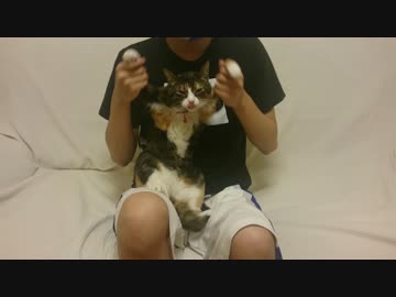 猫が「ぐるぐるどっかーん」踊ってみた