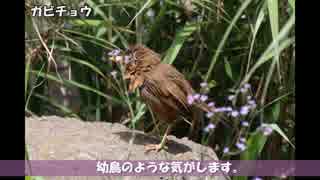 野鳥観察2016年7月10日【ＳＳ】