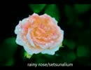 【DTM初挑戦】rainy rose【オリジナルJPOP】
