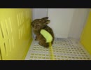 猫が捕まえてきた野ウサギ