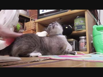 【53】ジャン❤︎ポン　ジャンくんを優しく撫でブラッシングする練習