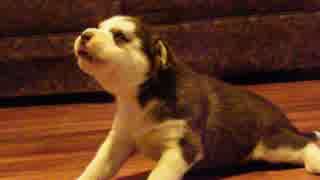 ハスキーの子犬の遠吠えが可愛すぎる ニコニコ動画