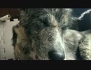 【秋田犬】ご報告【海くん】