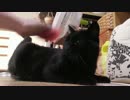【54】ジャン❤︎ポン　漁夫の利でポンちゃんをブラッシングできた