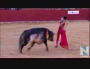 スペイン、闘牛士が牛に角で突かれ死亡