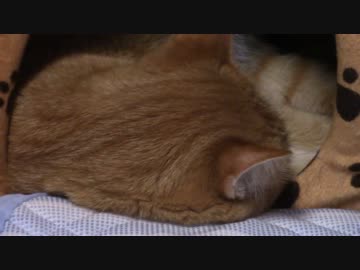 拾いねこ＠生後1467/1434日目　３にんでおやすみたいむ