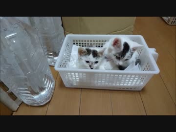 捨て猫１７　ツインズ