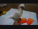 アカビタイムジオウムの雛のお食事風景