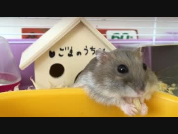 脱力系ハムスター エサ入れにもたれながら好物をモシャモシャする姿に 手がかわいすぎ いやされる の声 ニコニコニュース
