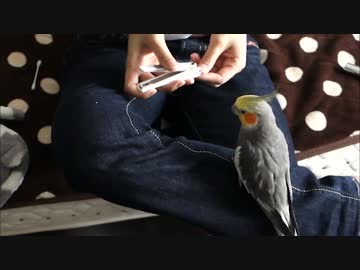 飼い主の爪切りに反応するオカメインコ