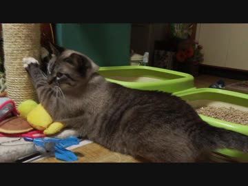 【55】ジャン❤︎ポン　ジャンくん抱っこの練習再開！