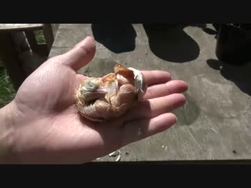 あとちょっとで死ぬ