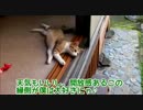 半野良猫が縁側でくつろぎます。解放感全開でまったり。