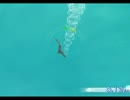 1人でファミリーフィッシング　8日目