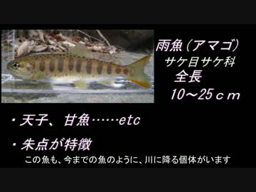 一人と一匹のお魚図鑑