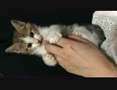こちょこちょ〜…ぱっをやってみた。