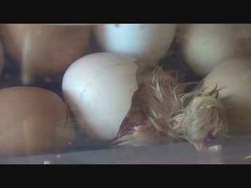 命が始まる瞬間