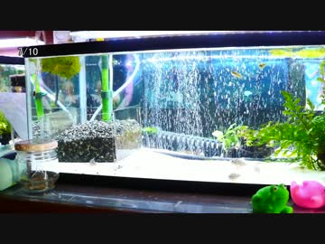 【水槽133】コリ大磯の純粋物理