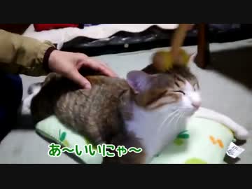 猫マッサージにハマった猫。専用猫エステ開店しました。